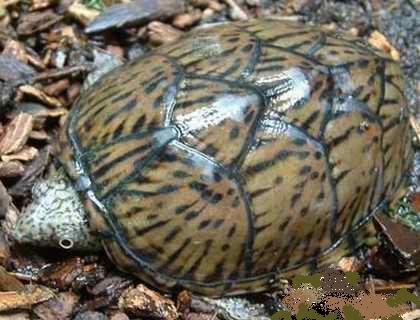  p data-id="tnisbaz05smr">麝香龟(学名: i>