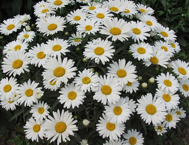  p>矮滨菊(学名: i>leucanthemum vulgare /i> cv " i>short