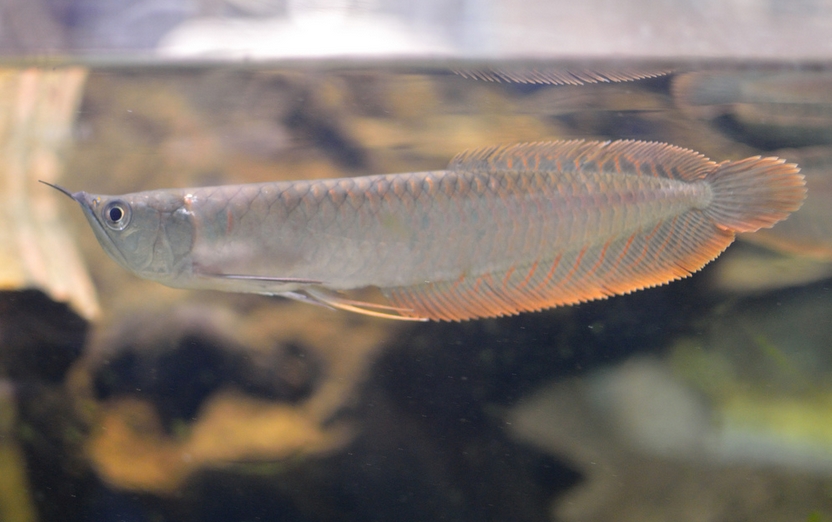  p>双须骨舌鱼(学名: i>osteoglossum bicirrhosum /i>):又名 a