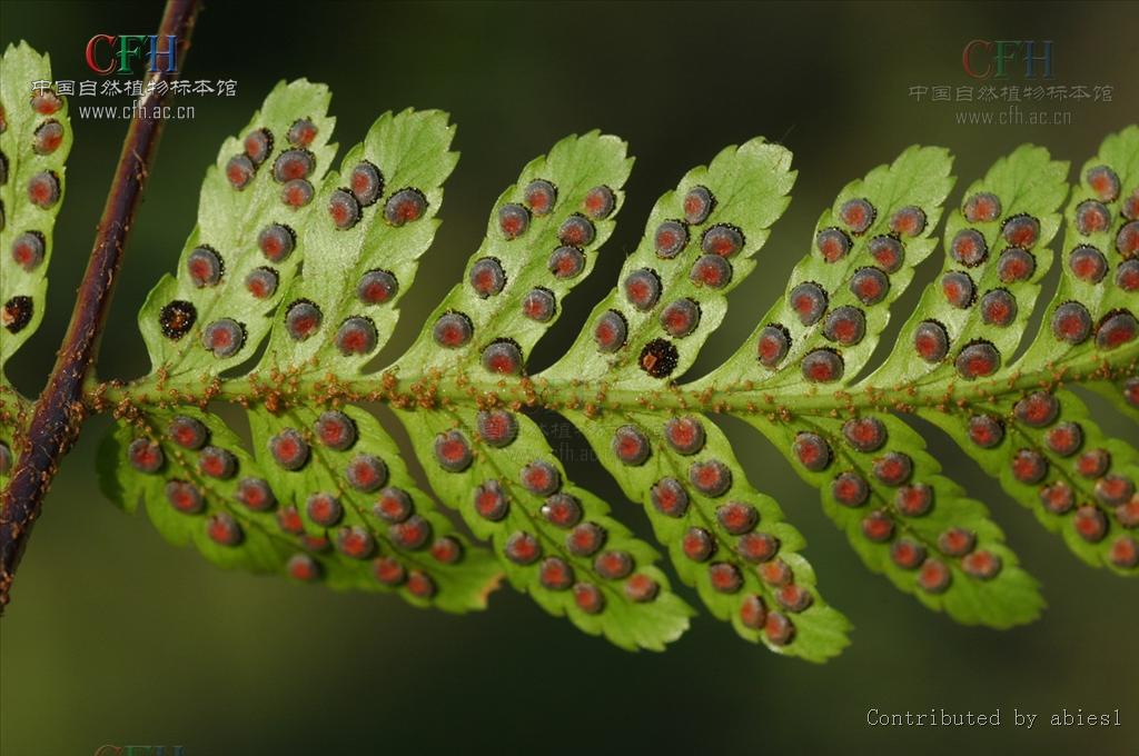红褐鳞毛蕨