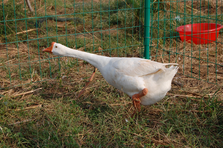  p>豁眼鹅又称五龙鹅,疤拉眼鹅和豁鹅,为白色中国鹅的小型品 a target