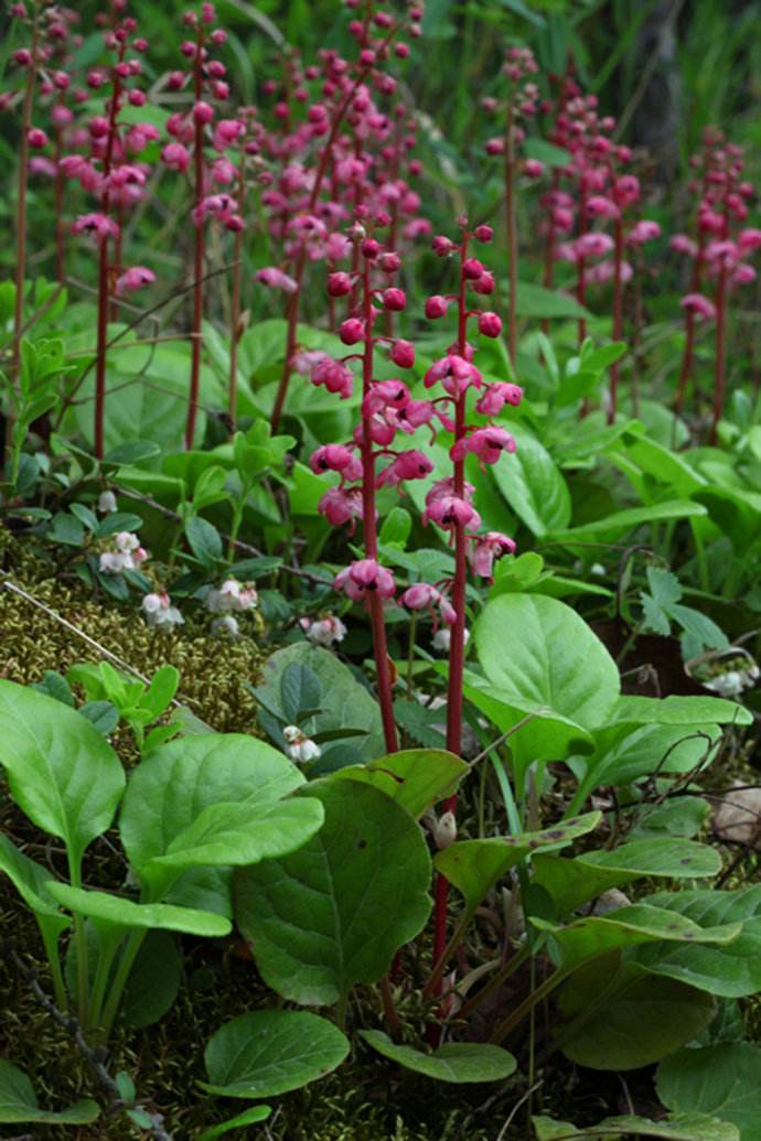  p>鹿蹄草属 pyrola linn.多年生常绿草本.叶基生或近基生.