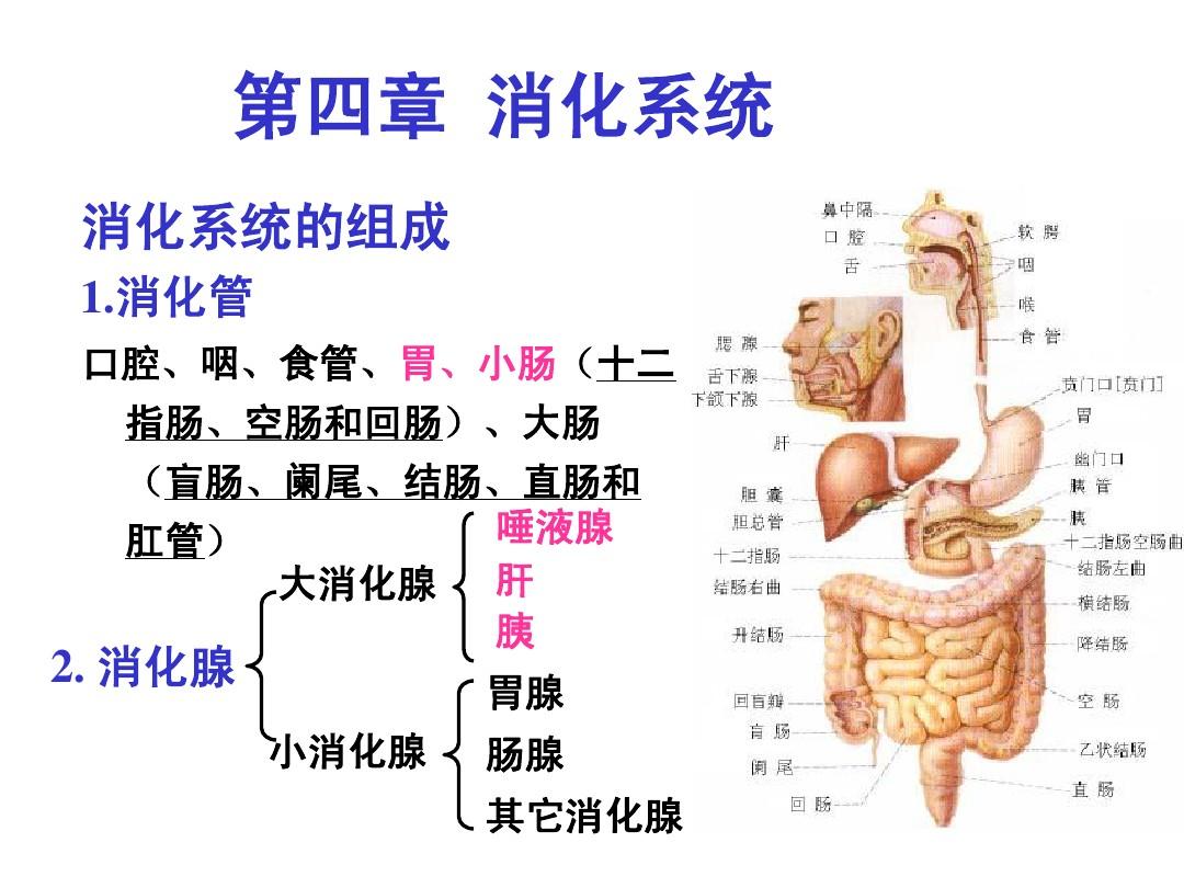  p>消化腺(digestive gland)是指动物体分泌消化液的腺体.