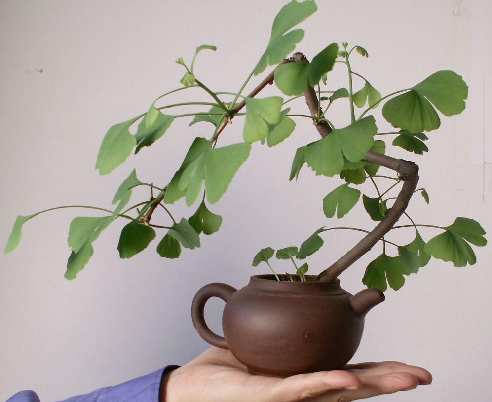 银杏盆景(银杏盆景冬天怎么养护)