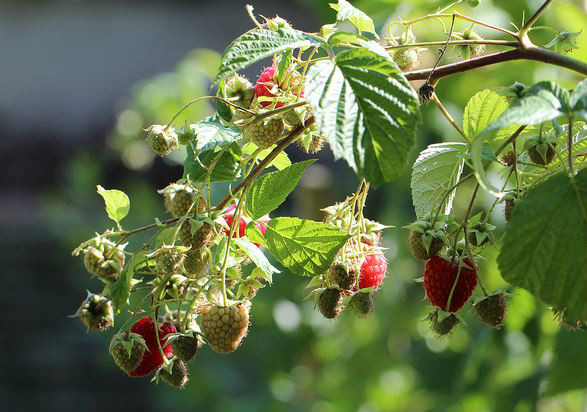  p>覆盆子(学名: i>rubus idaeus /i> l.