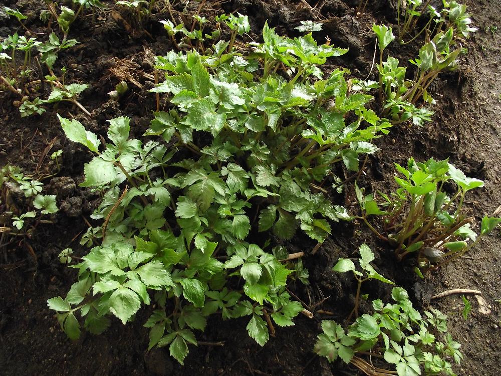  p>大叶四带芹(学名:tetrataenium olgae)是伞形科四带芹属的植物.