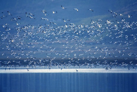  p>鄱阳湖平原,又称豫章平原,鄱阳湖盆地,是南昌盆地的重要部分.