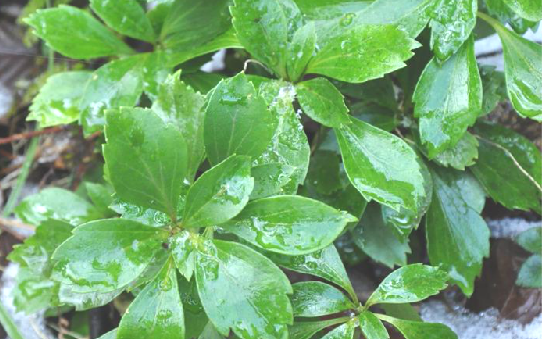 为黄杨科植物顶花板凳果 i>pachysandra terminalis/i sieb.