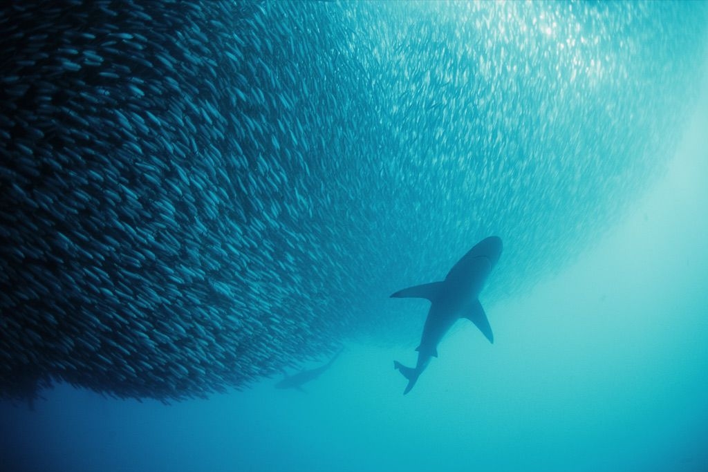  p>太平洋(pacific ocean)是世界上最大,最深,边缘海和岛屿最多的大洋