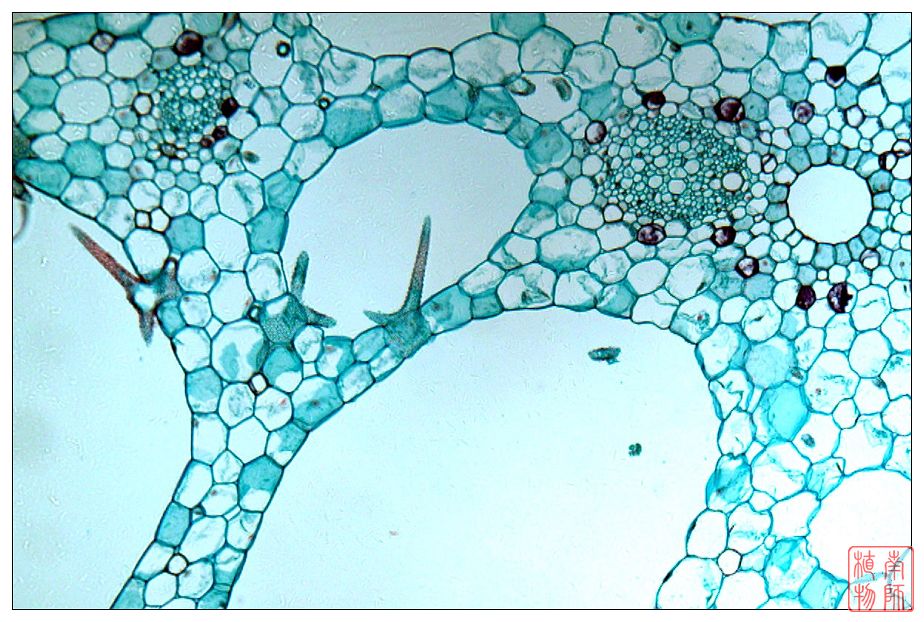  p>厚壁组织(sclerenchyma),一种细胞完成伸展生长时,初生壁上沉积了 