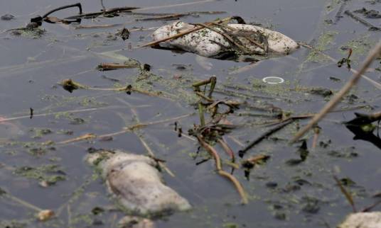 黄浦江死猪事件_百度百科