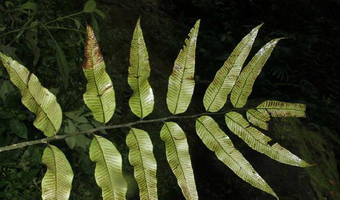 鼎湖山毛轴双盖蕨