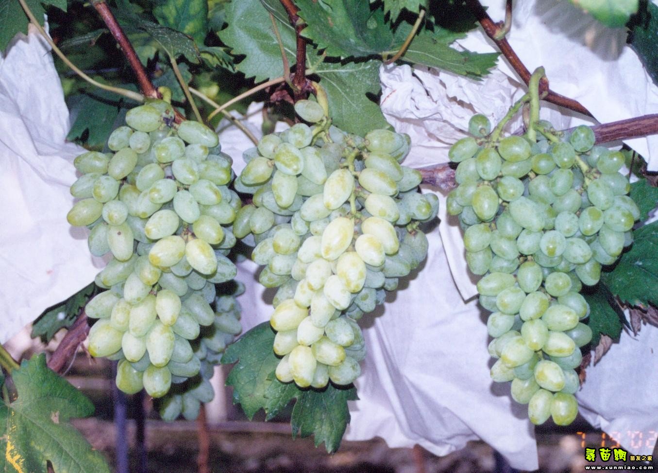  p>别名:无核白鸡心,世纪无核,青提.原产美国.欧亚种.