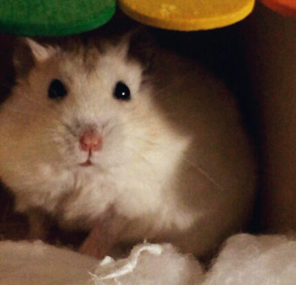  p>布丁鼠是 a target="_blank" href="/item/加卡利亚仓鼠/10106253"