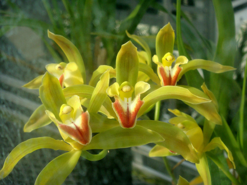  p>碧玉兰(学名: i>cymbidium lowianum  /i> (rchb. f.) rchb. f.