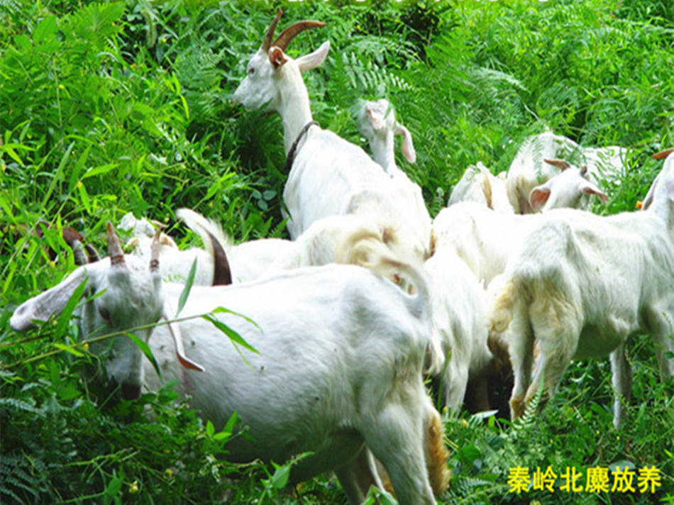 莎能奶山羊