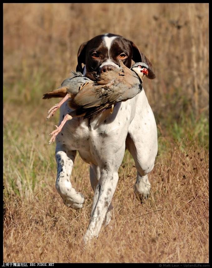 德国短毛指示犬