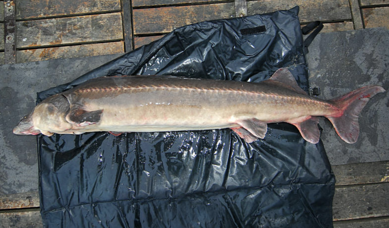  p>裸腹鲟(学名: i>acipenser nudiventris /i>)是鲟科,鲟属鱼类.