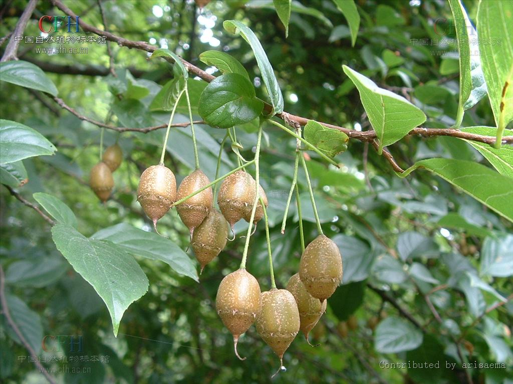  p>秤锤树(学名: i>sinojackia xylocarpa hu /i>)是安息香科,秤锤树