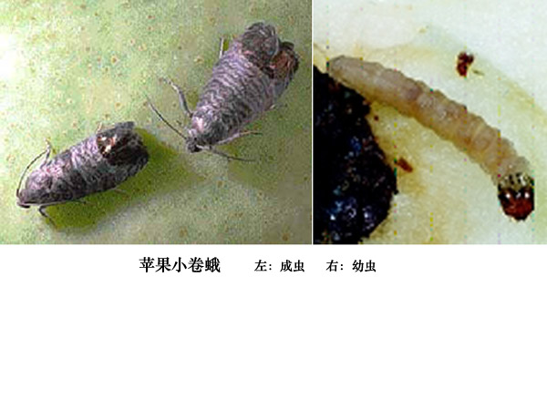 苹果蠧蛾