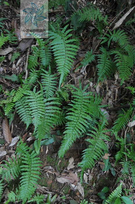  p data-id="gnffcrxzsp">瘤足蕨( i>plagiogy