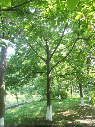 306_409竖版 竖屏