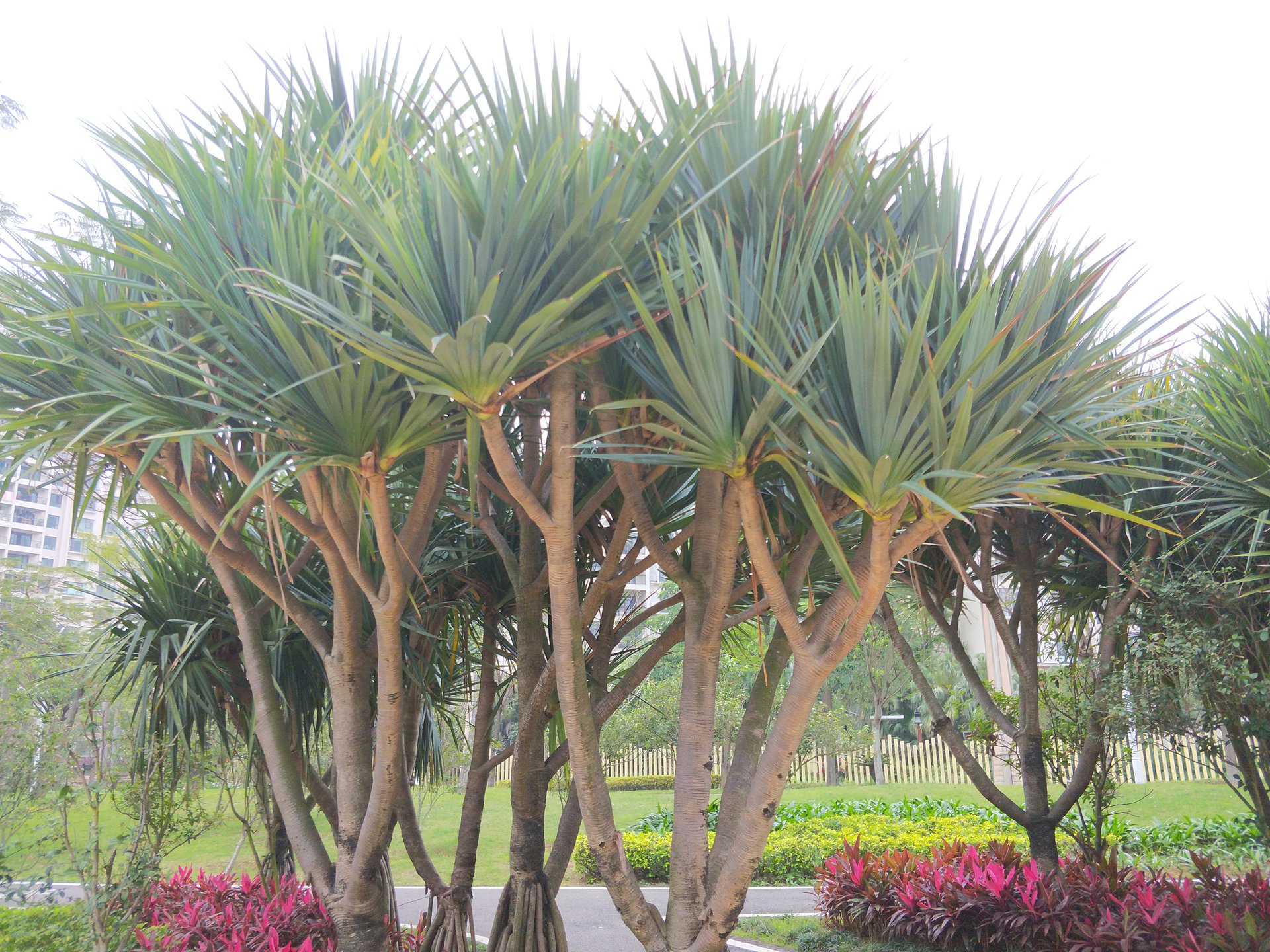  p>扇叶露兜树(学名: i>pandanus utilis  /i>borg.