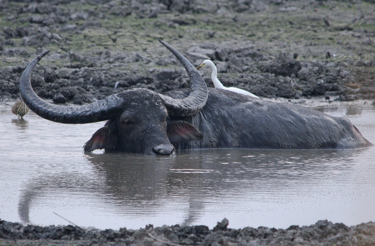  p data-id="gncnqola7t">水牛属(学名: i>bubalus /i>):哺乳纲偶蹄目