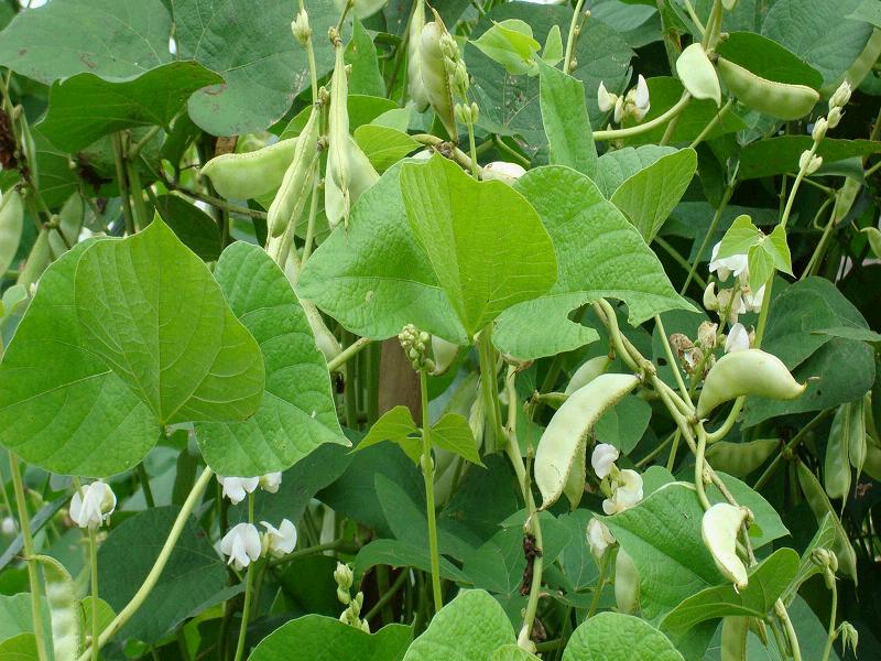  p data-id="gnbqal6rd2">树豆原产印度,分布