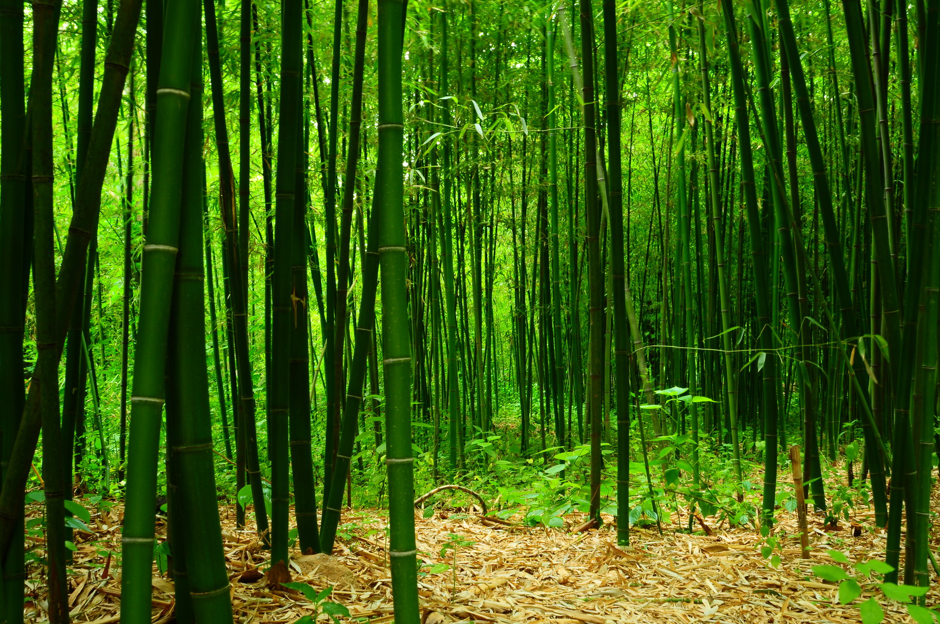  p>日照竹洞天风景区位于山东省 a target="_blank" href="/item/日照