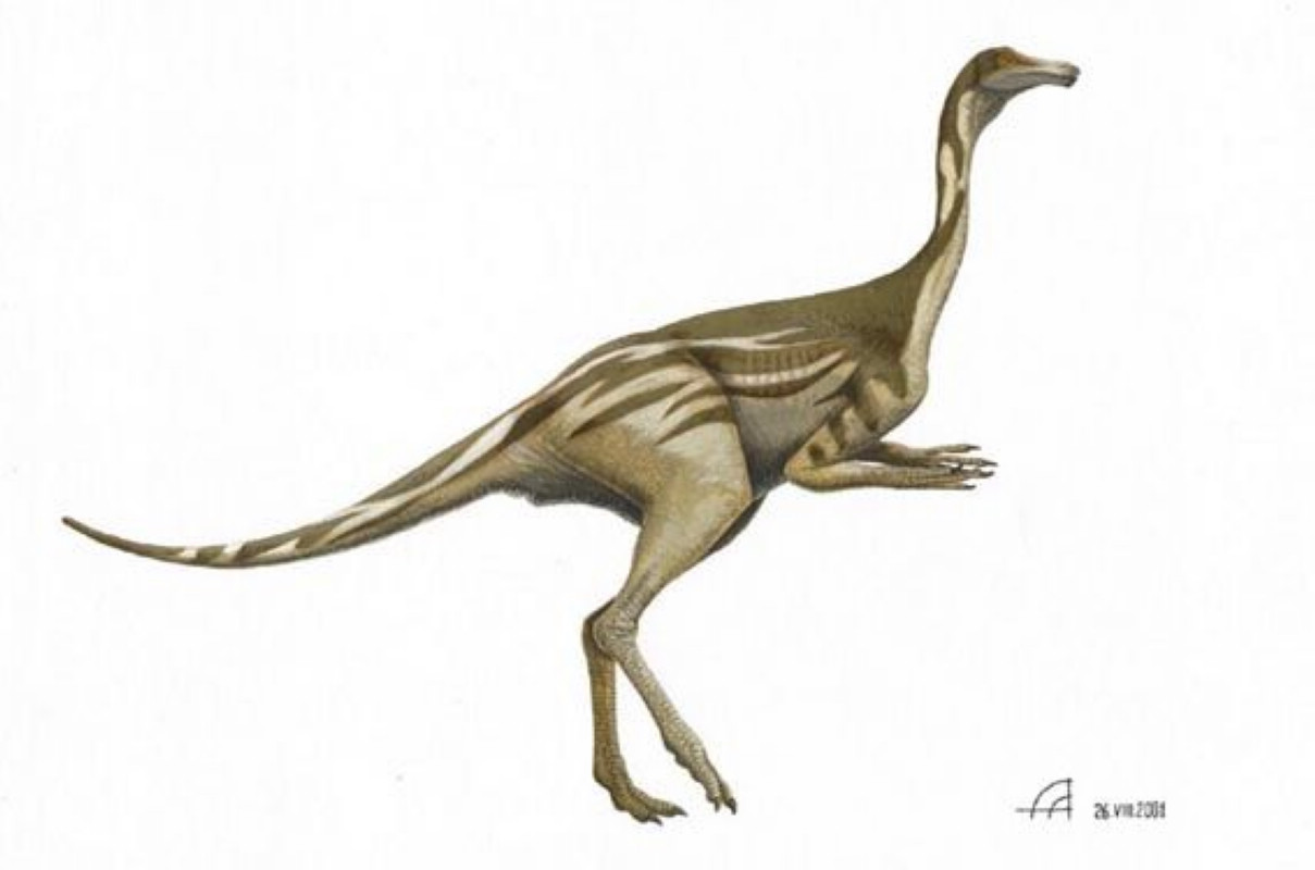  p>似鸵龙(属名:struthiomimus)是种类似 a href="#" data-lemmaid="