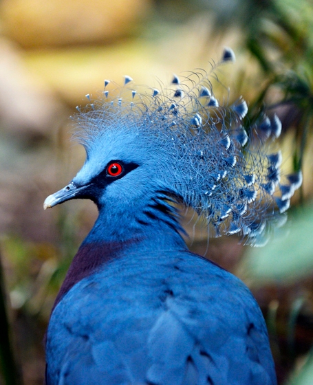  p>鸟类羽冠(bird crista):亦称 a href="#" data-lemmaid="22736143"