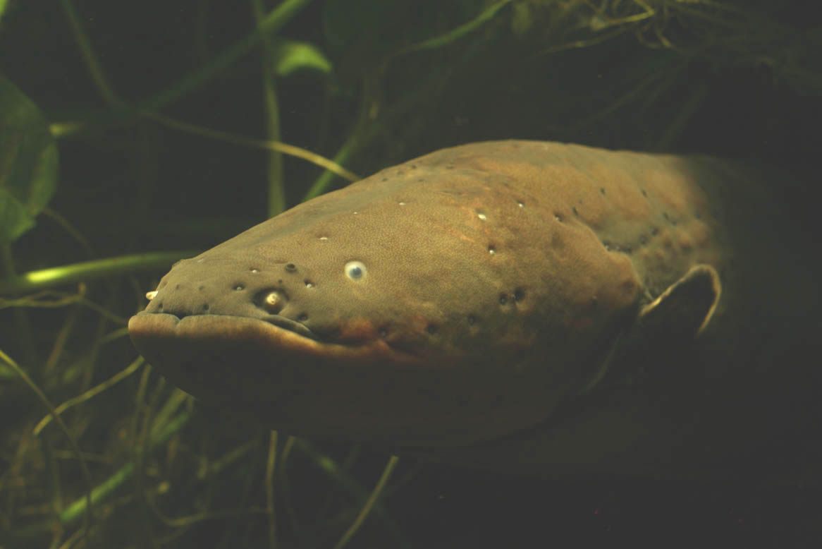electrophorus electricus