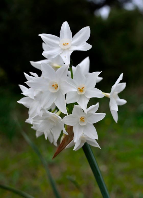  p>多花水仙(学名: i>narcissus tazetta /i> l.