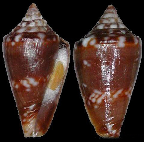  p>黑安东芋螺是芋螺科 a href="#">芋螺属 /a>一种贝类动物,在沿海 a