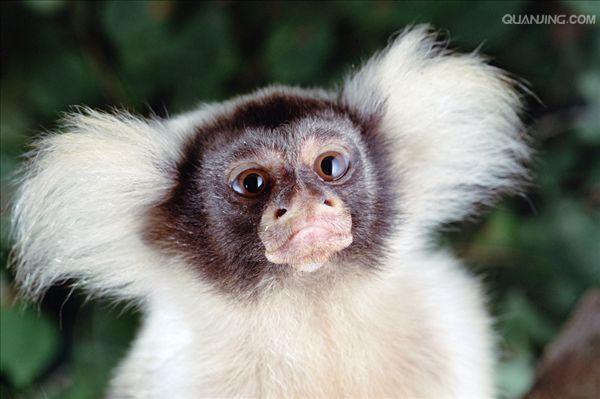  p>狨猴是体型较小的非人灵长类动物,源于巴西东北部,濒临大西洋的