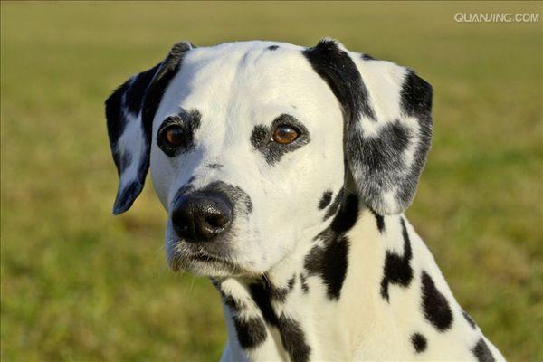  p>大麦町犬(dalmatian,也叫斑点狗),原产地 a target="_blank" href=