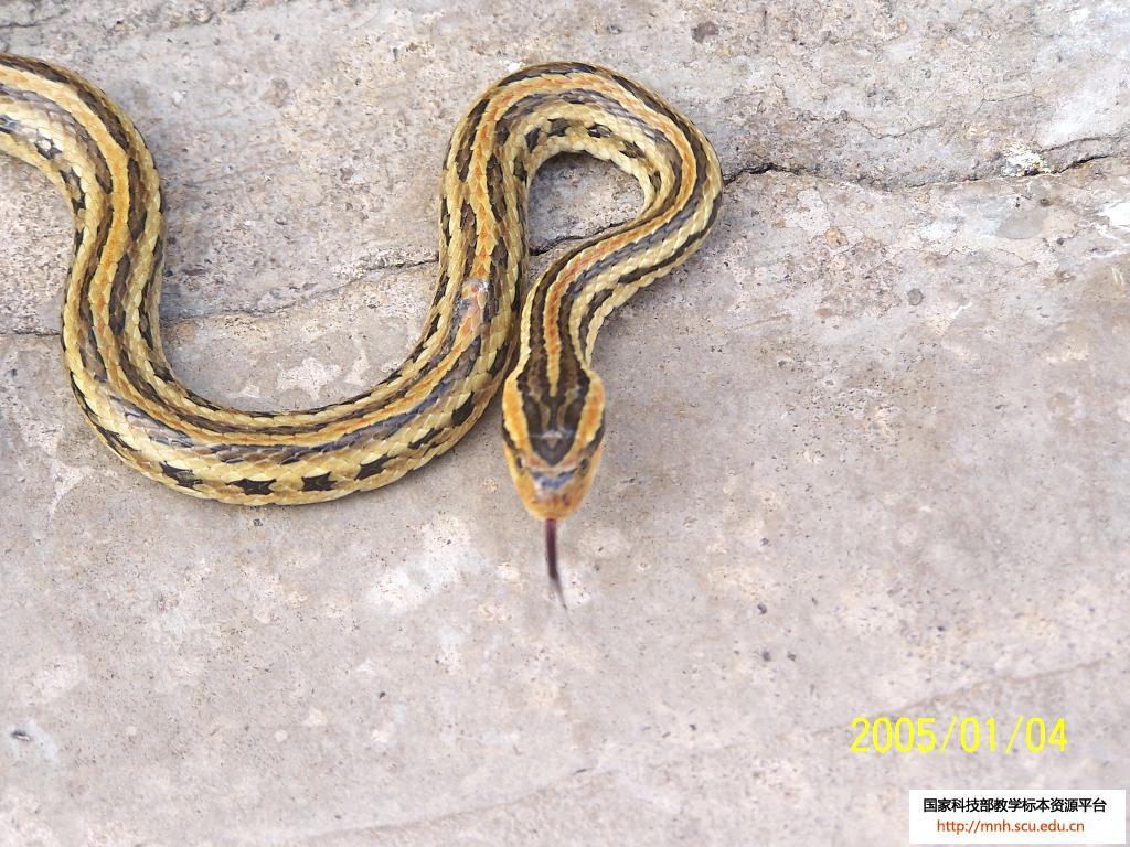  p>红点锦蛇,全长在l 000mm以内,体重100-200克.