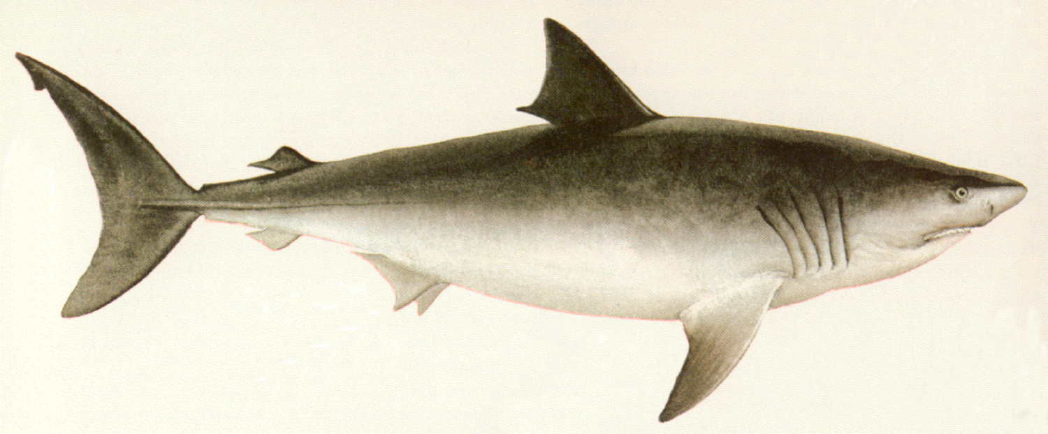  p>日本须鲨(学名: i>orectolobus japonicus  /i>(regan,1906))为 a