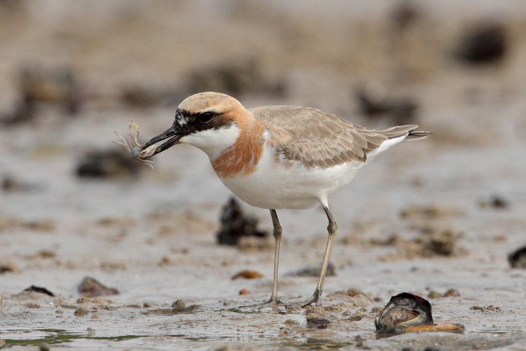  p>鸻(héng)形目(学名:charadriiformes)在 a href="#" data-lemmaid