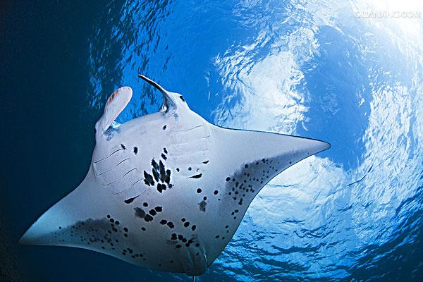  p>曼塔(manta), a target="_blank" href="/item/厄瓜多尔/183715"