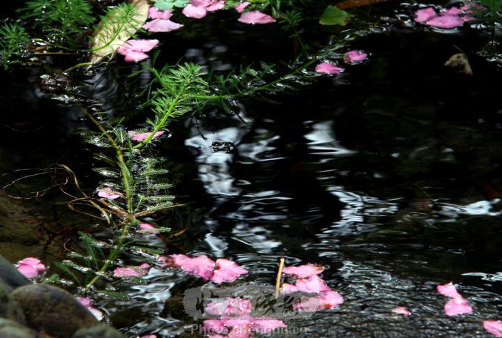 落花有意,流水无情