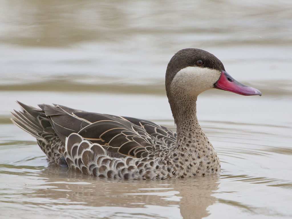  p>赤嘴鸭(学名:anas erythrorhyncha)属鸭科鸭属中型 a href="#"