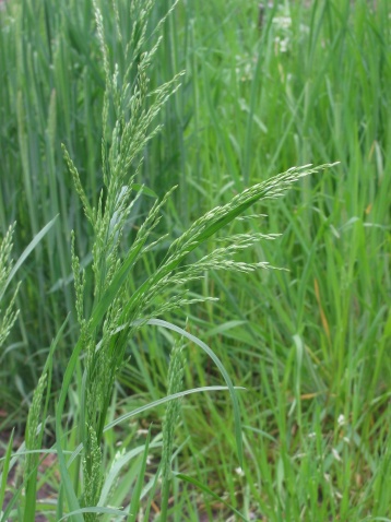  p>早熟禾(学名: i>poa annua /i> l.