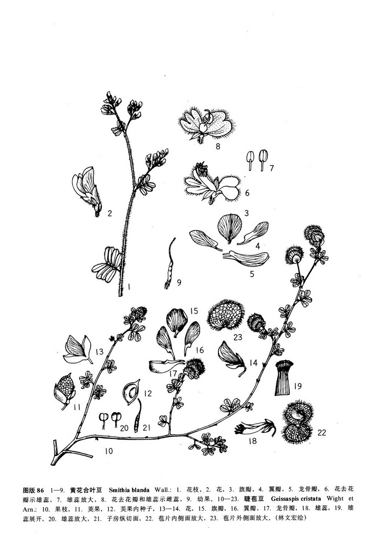 是蝶形花科下一个属,草本;偶数 a target="_blank" href="/item/羽状