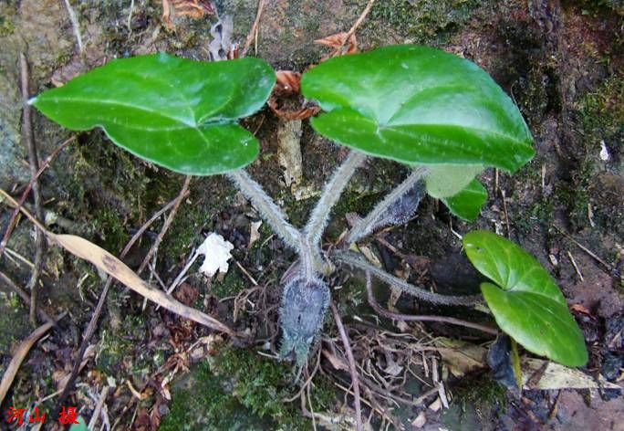 尾花细辛(原变种)