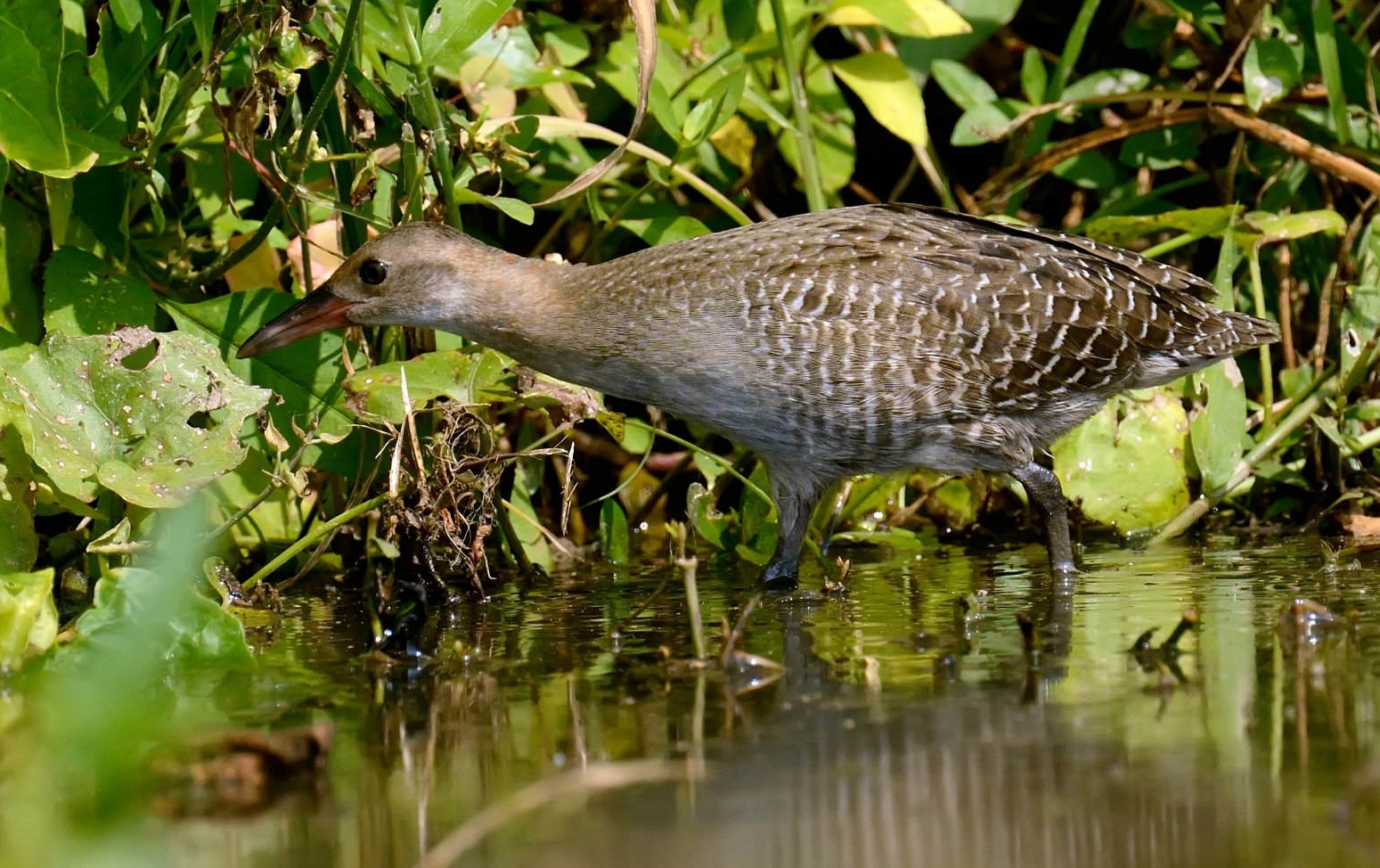  p>灰胸林秧鸡是一种中小型涉禽,隶属于鹤形目秧鸡科,主要分布于巴西