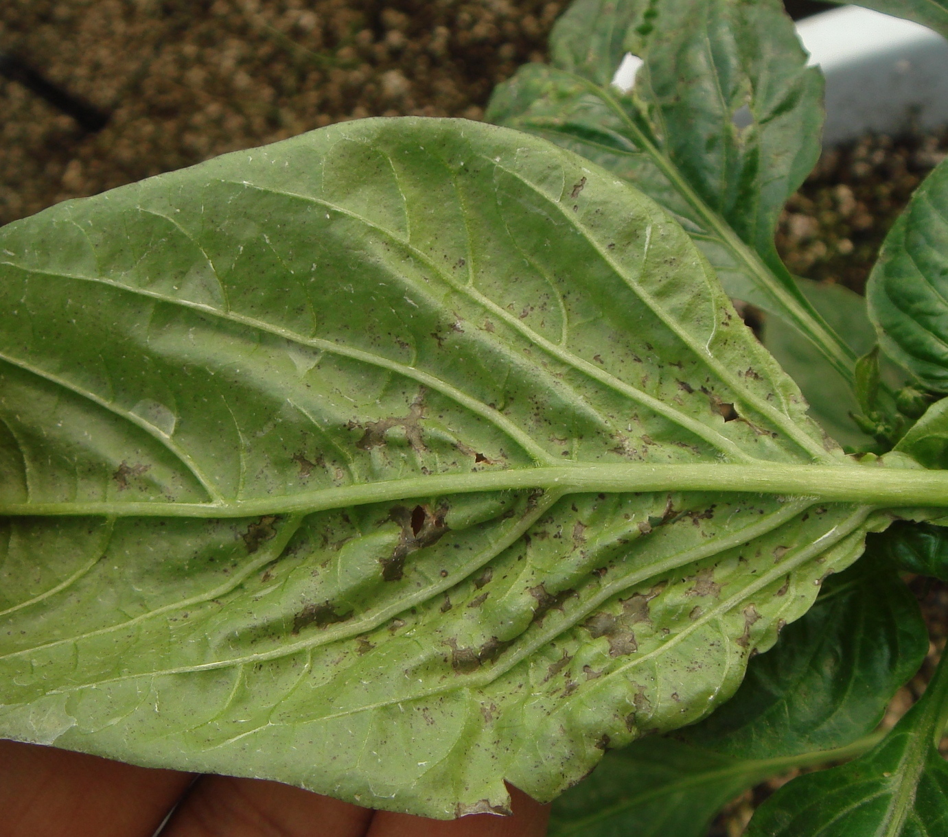  p>茶黄螨, i>polyphagotarsonemus latus /i> (banks)是属蛛形纲 a