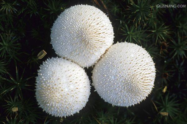  p> a target="_blank" href="/item/网纹马勃/1494457" data-lemmaid