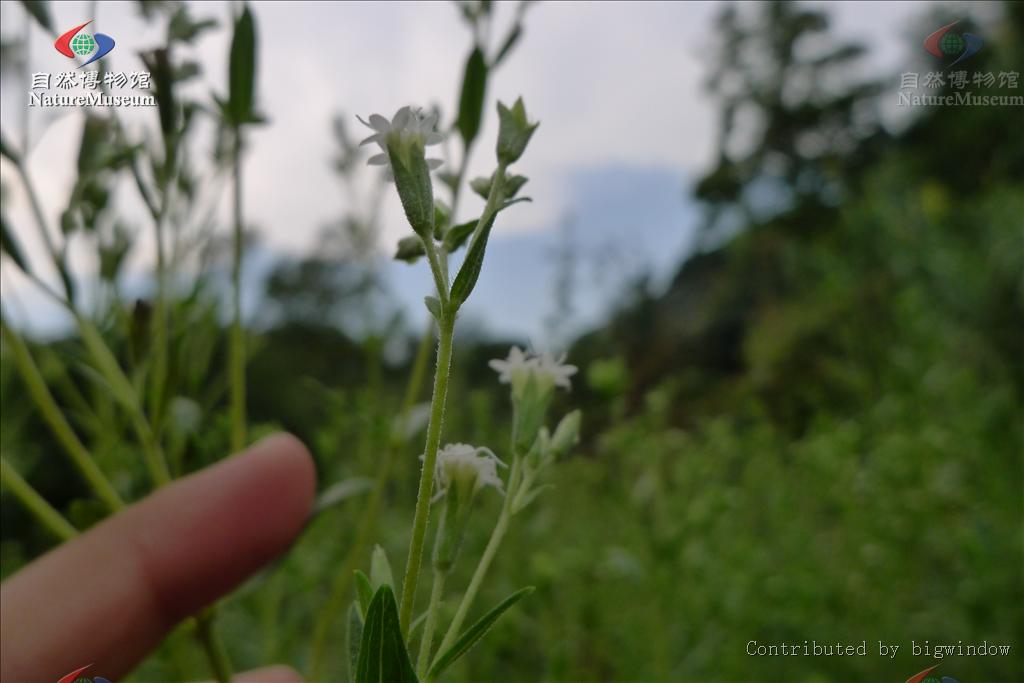  p>甜菊是菊科,菊目的植物. /p>